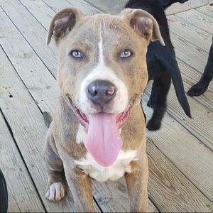 Meet your Posher, Brittany